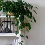 a white shelf with a clock and a plant